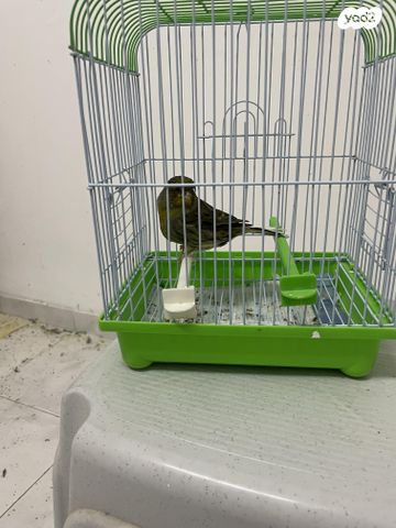 תמונת מודעה - חיות מחמד