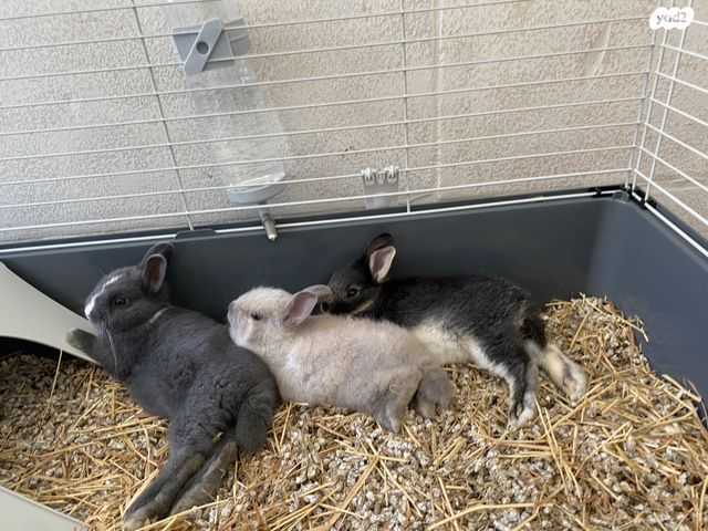 תמונת מודעה - חיות מחמד