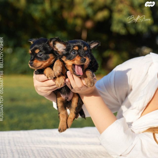 תמונת מודעה - חיות מחמד