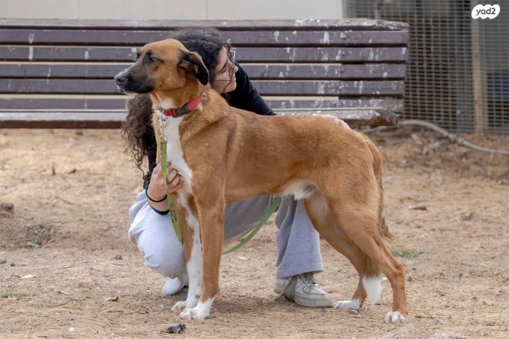 תמונת מודעה - חיות מחמד