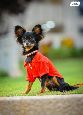 תמונת מודעה - חיות מחמד