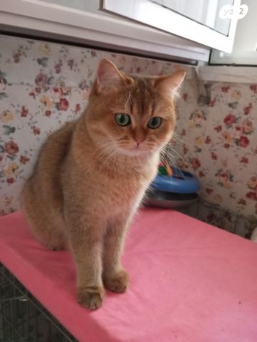 תמונת מודעה - חיות מחמד