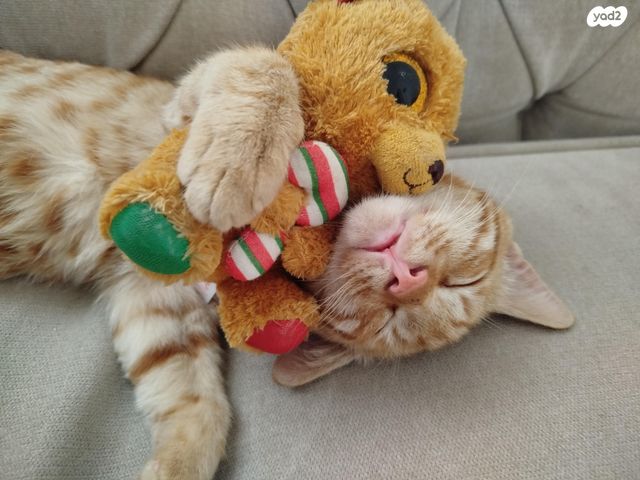 תמונת מודעה - חיות מחמד