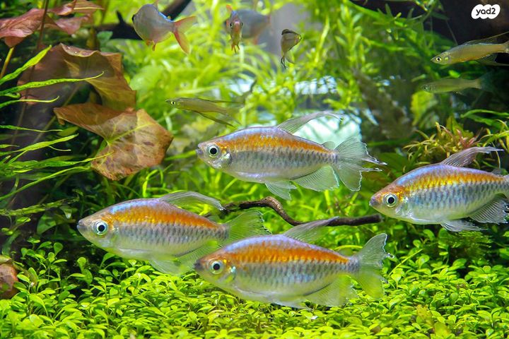 תמונת מודעה - חיות מחמד