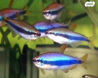 תמונת מודעה - חיות מחמד