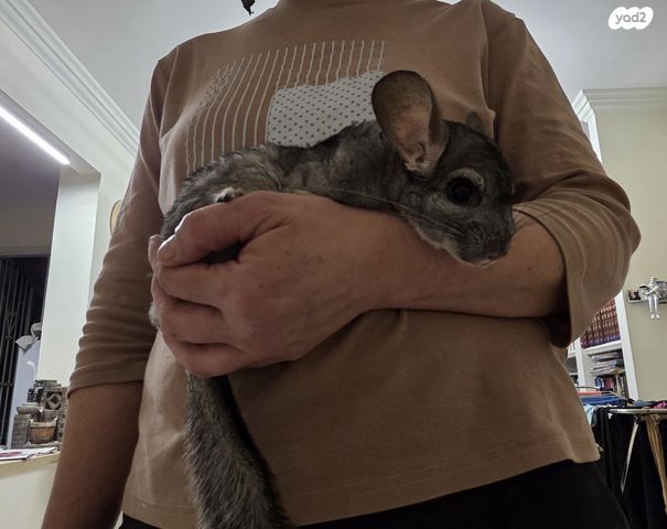 תמונת מודעה - חיות מחמד