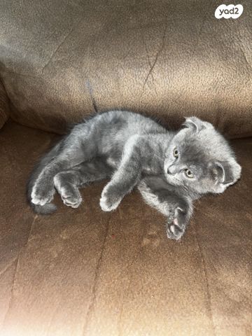 תמונת מודעה - חיות מחמד