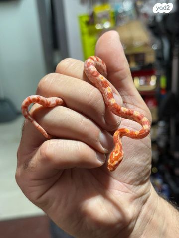 תמונת מודעה - חיות מחמד