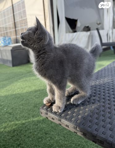 תמונת מודעה - חיות מחמד