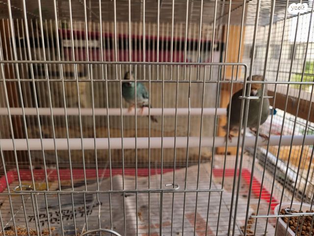 תוכי קאקריקים