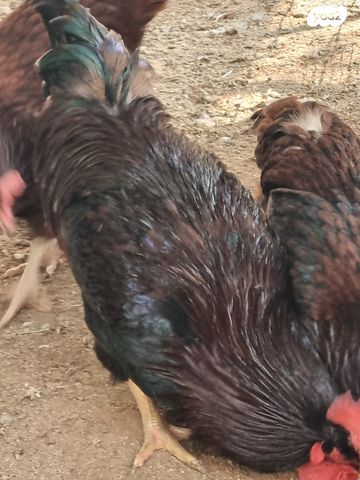 חיית משק רוד איילנד