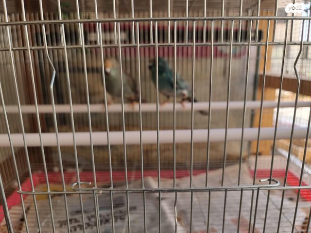 תוכי קאקריקים