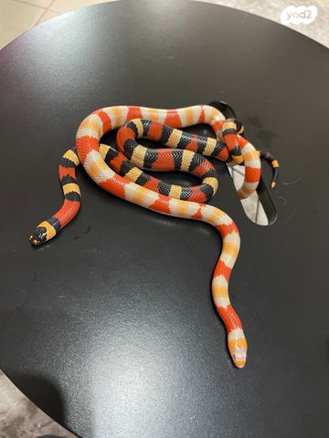 זוחל מילק סנייק