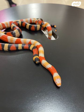 זוחל מילק סנייק