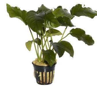 אביזרים | צמחיה לאקווריום