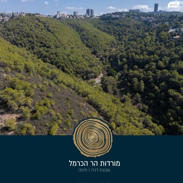 מגרשים, הוד הכרמל, דניה, חיפה