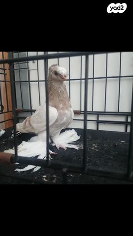 תמונת מודעה - חיות מחמד