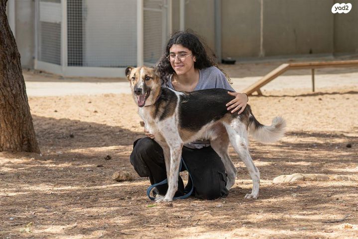 תמונת מודעה - חיות מחמד