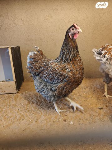 תמונת מודעה - חיות מחמד