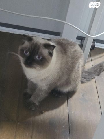 תמונת מודעה - חיות מחמד