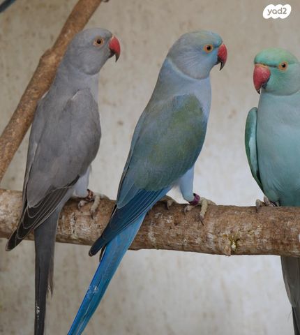 תמונת מודעה - חיות מחמד