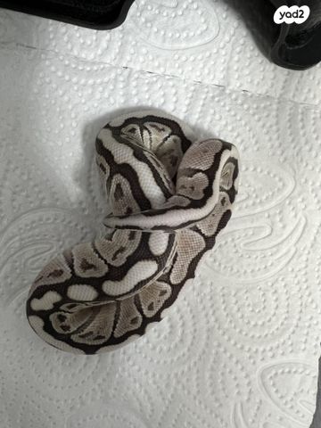 תמונת מודעה - חיות מחמד