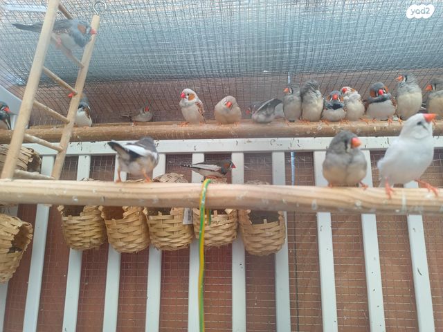 תמונת מודעה - חיות מחמד