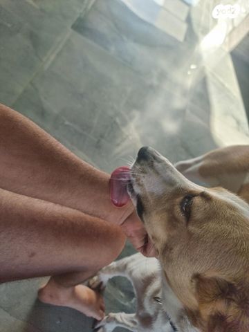 תמונת מודעה - חיות מחמד