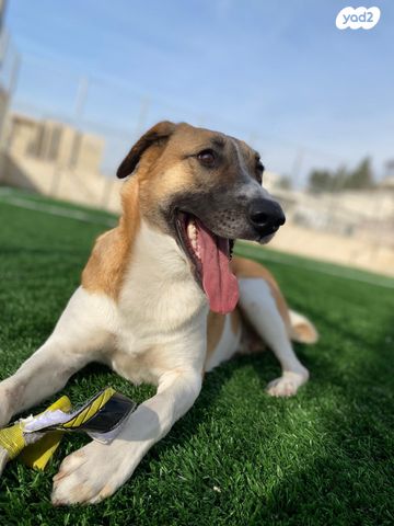 תמונת מודעה - חיות מחמד