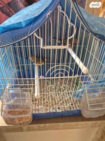 תמונת מודעה - חיות מחמד