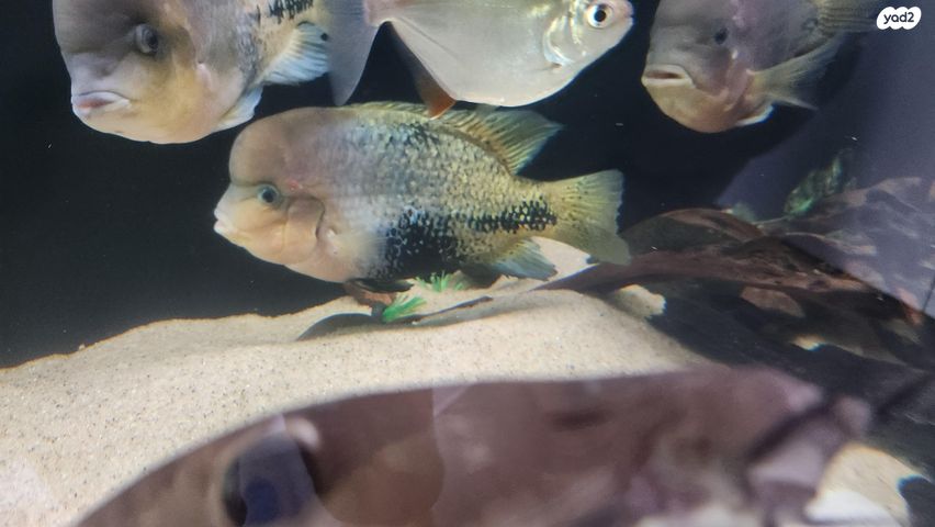 תמונת מודעה - חיות מחמד