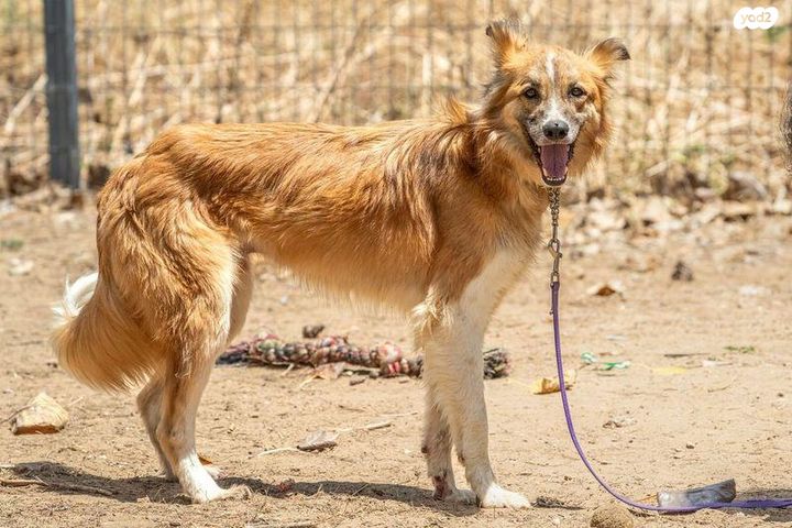 תמונת מודעה - חיות מחמד