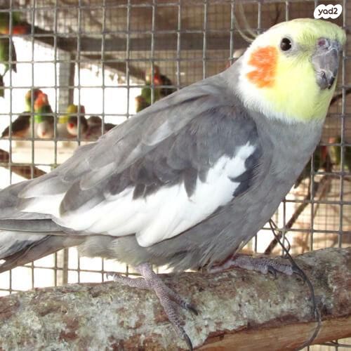 תמונת מודעה - חיות מחמד