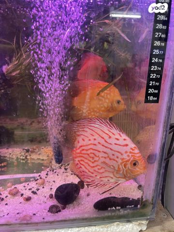 תמונת מודעה - חיות מחמד