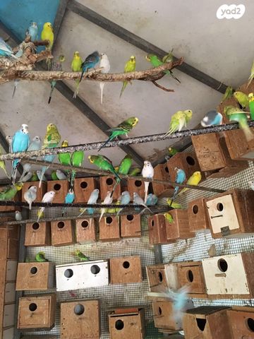 תמונת מודעה - חיות מחמד