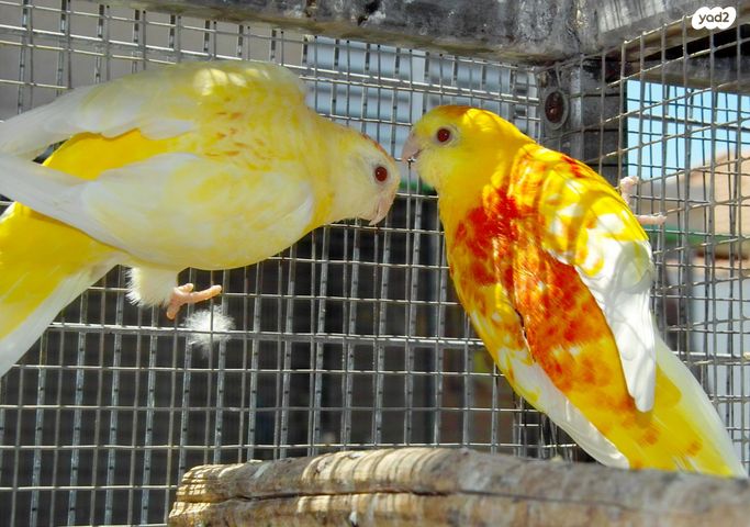 תמונת מודעה - חיות מחמד