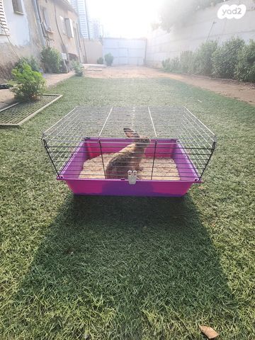 תמונת מודעה - חיות מחמד