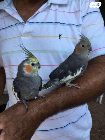 תמונת מודעה - חיות מחמד