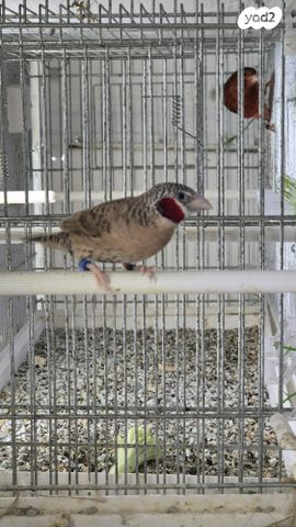 תמונת מודעה - חיות מחמד