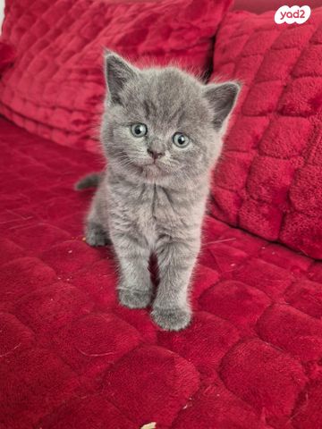 תמונת מודעה - חיות מחמד