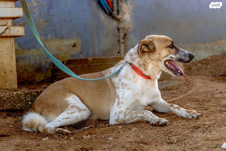 תמונת מודעה - חיות מחמד