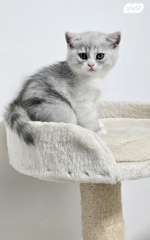 תמונת מודעה - חיות מחמד