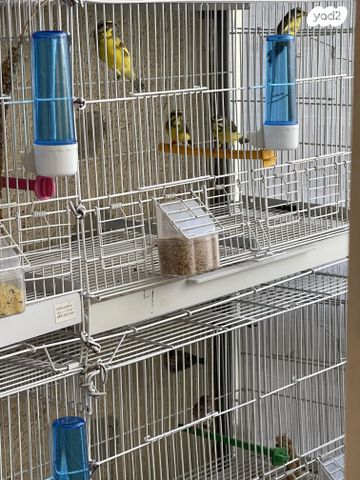 תמונת מודעה - חיות מחמד