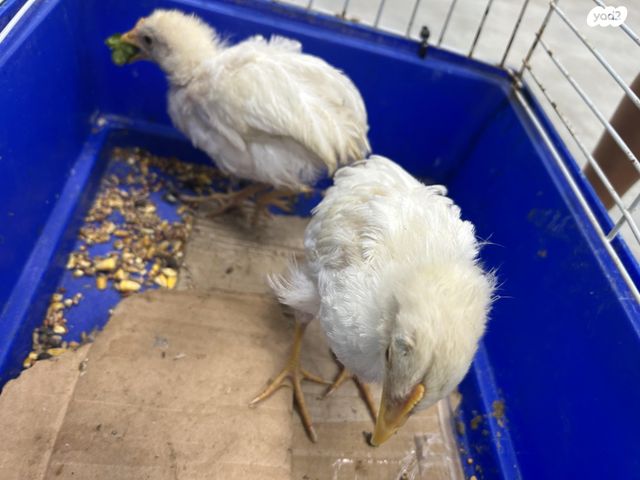 תמונת מודעה - חיות מחמד