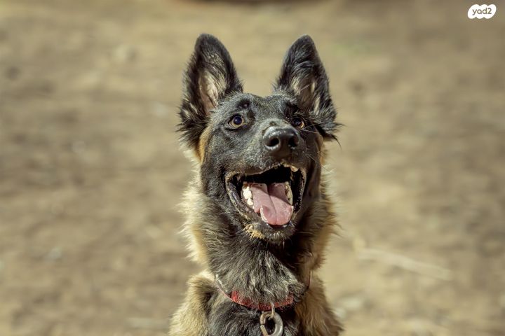 תמונת מודעה - חיות מחמד