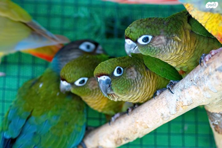 תמונת מודעה - חיות מחמד