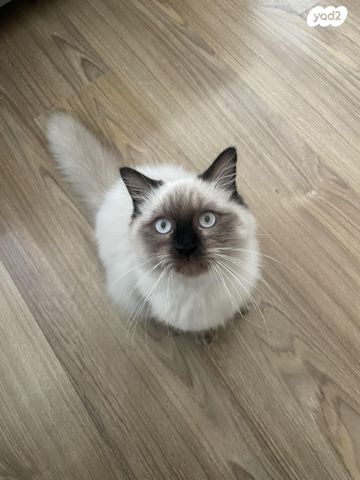 תמונת מודעה - חיות מחמד