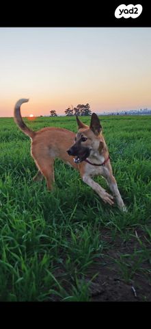 תמונת מודעה - חיות מחמד