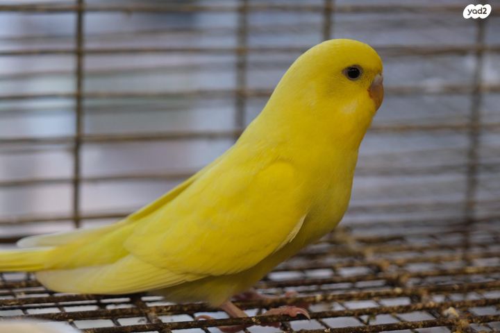 תמונת מודעה - חיות מחמד