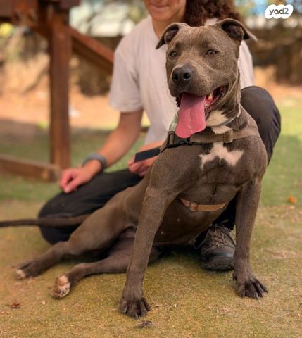 תמונת מודעה - חיות מחמד